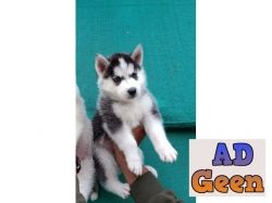 Siberian Husky puppies available for sale